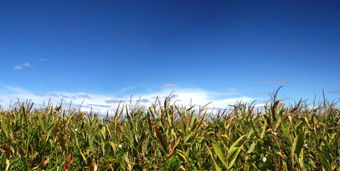 Ripe corn field under blue sky