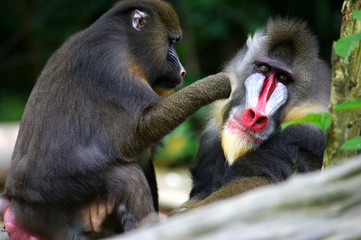 Mandrill Monkey