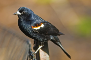Red winged black bird