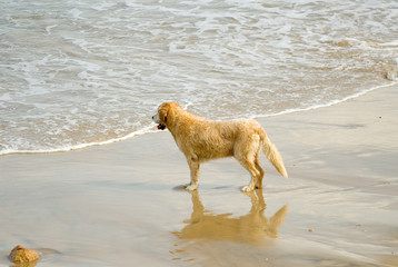 Dog and sea