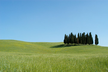 Cipressi in Toscana 04
