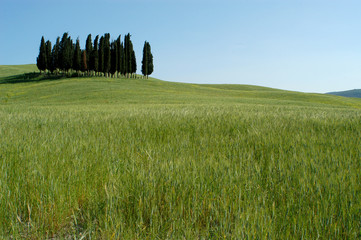 Cipressi in Toscana 03