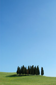 cipressi in toscana