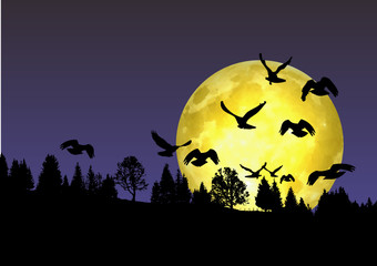 Vol des corbeaux au-dessus de la forêt © Sylvain Bouquet