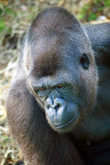 Gorilla Portrait