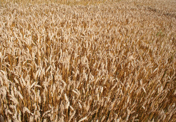 grain field