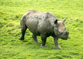 Naklejka premium Black Rhinocerous