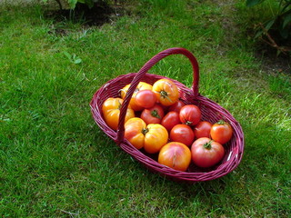 Panier de tomates du jardin