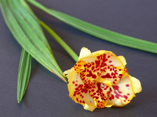 Lilium