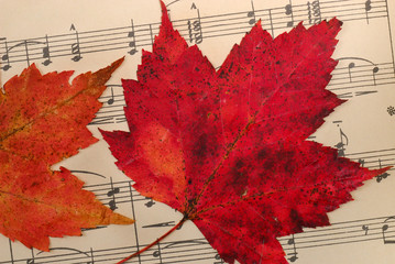 Leaves on Music Background
