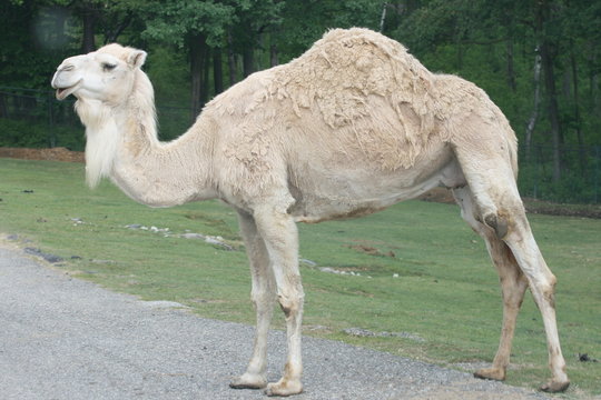 Dromedario