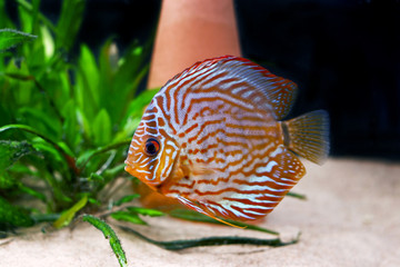 colorful tropical discus fish