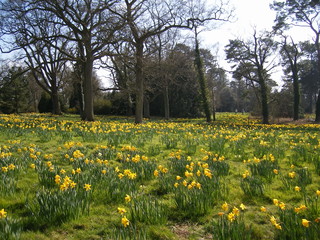 New Forest in Bloom - A Daffodil Field