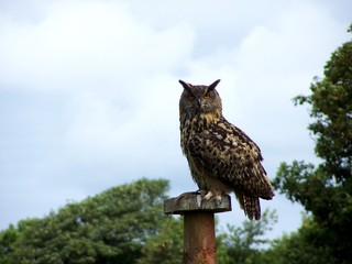 owl landscape