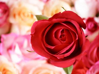 Photo sur Plexiglas Macro fleurs roses