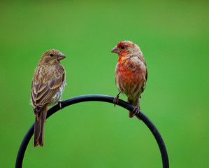 House Finch Birds
