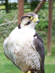 bird of prey