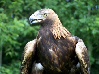 eagle