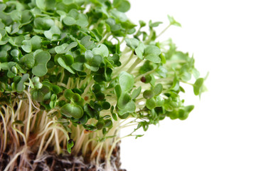 fresh cress