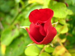rote Rose