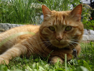 faul sein