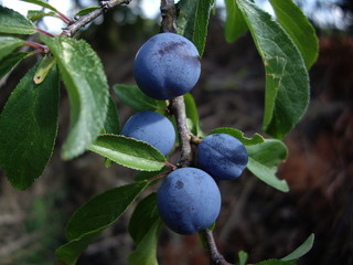 Pflaumen und Zwetschgen