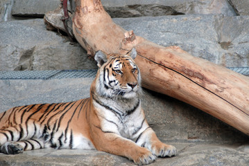 aufmerksamer Tiger