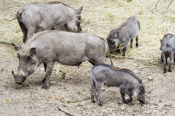 Warthog group