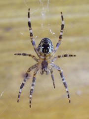 Spinne