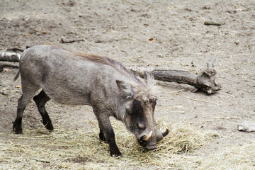 Fototapeta premium Male warthog