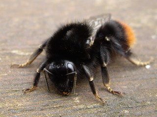 Hummel sitzt auf Holz