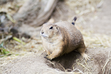 Black tailed prairie dog