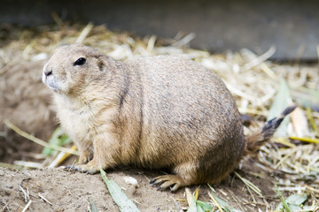 Black tailed prairie dog