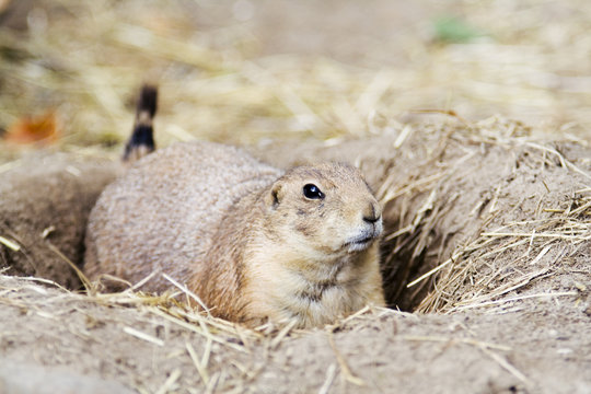 Black Tailed Prairie Dog