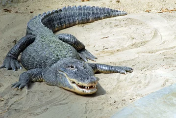Photo sur Plexiglas Crocodile Alligator