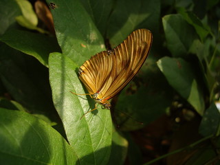 sitzender Schmetterling