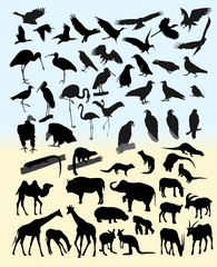 Many silhouettes of different animals and birds