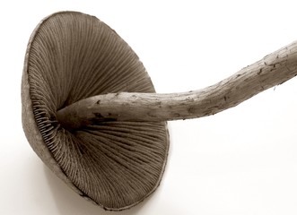 mushroom in sepia