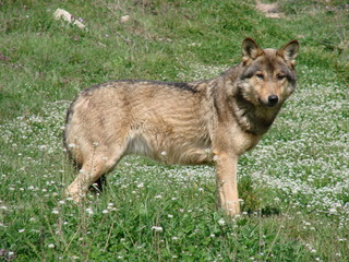 Loup dans le pré