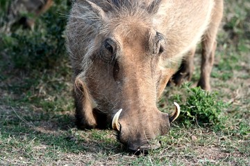 Male or boar warthog with sharp tusks eating grass