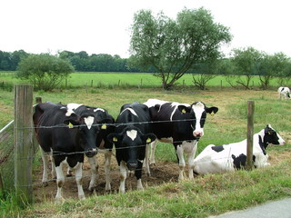 Observant Cows