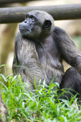 Chimpanzz