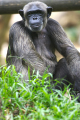 Chimpanzee