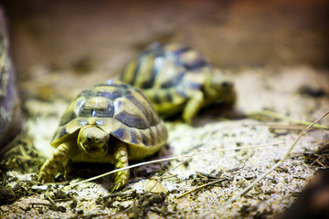 Tortoise