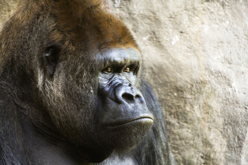 Gorilla