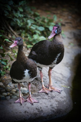 Ducks