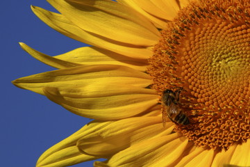Sunflower with bee 2