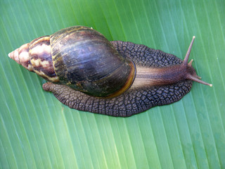 escargot sur feuille
