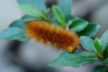 caterpillar