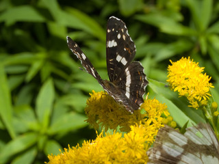 black monarch butterfly on the flower